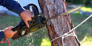 Best Tree Risk Assessment  in Fishhook, AK