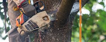 How Our Tree Care Process Works  in  Fishhook, AK